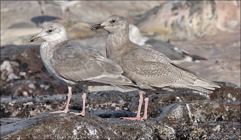 Glaucous-winged Gulls, 2nd cycle (left), 1st cycle (right)