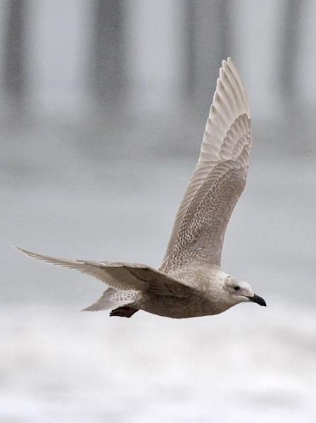 Glaucous-winged Gull, juvenile
