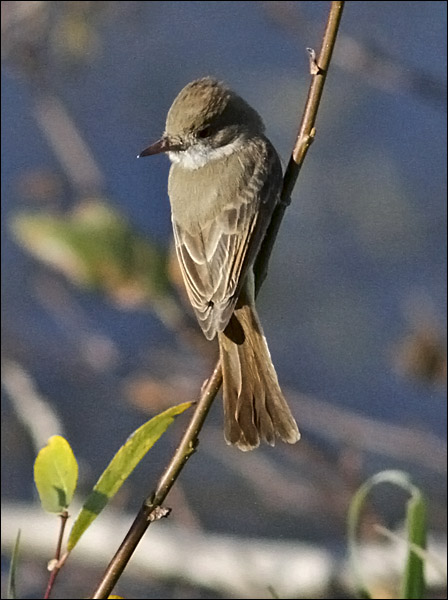 Dusky-capped Flycatcher