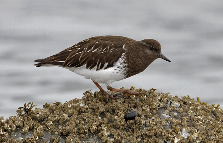 Black Turnstone, juv.