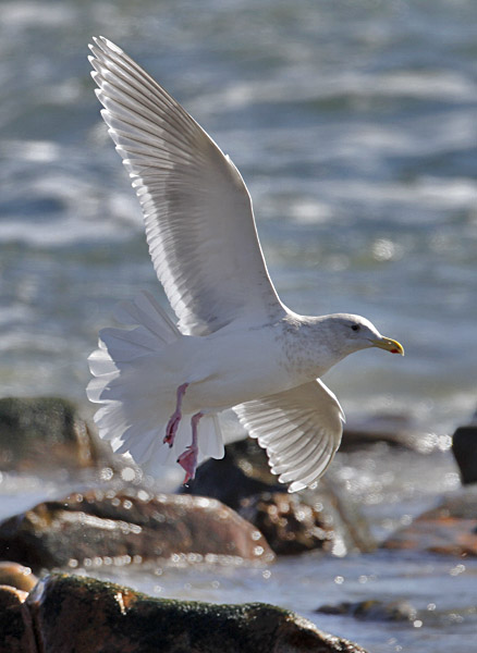 Glaucous-winged Gull, basic adult
