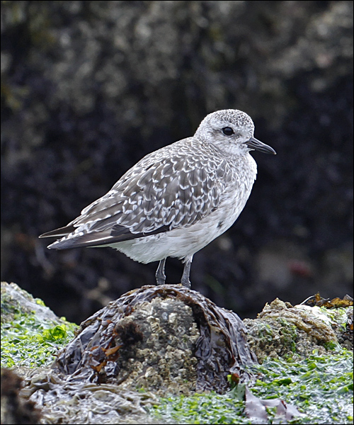 Black-bellied Plover, juv.