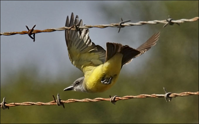 Tropical Kingbird