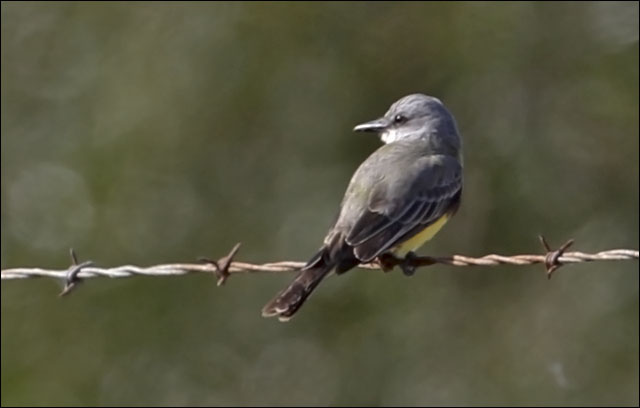 Tropical Kingbird (1 of 3)