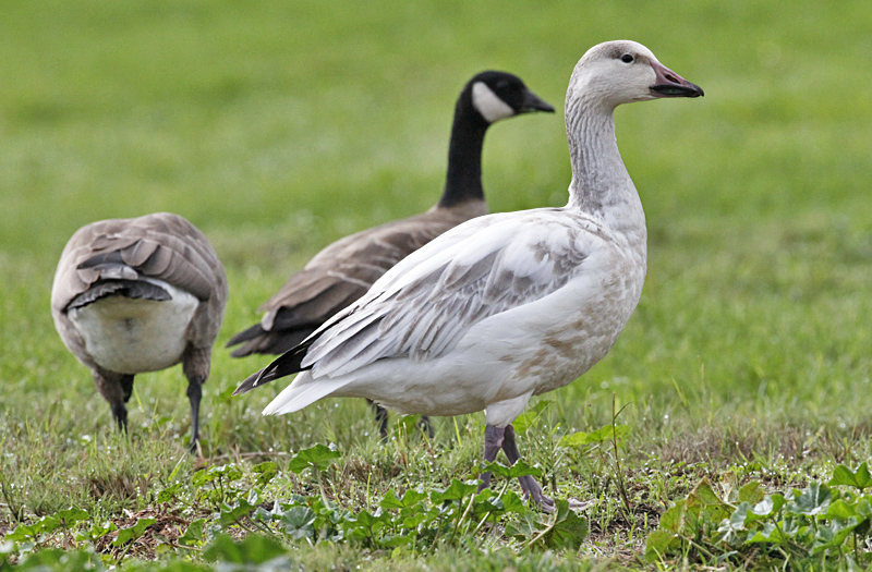 (right to left) juvenile Snow Goose, Cackling Goose and Greater White-fronted Goose, juv. Tundra