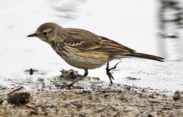 American Pipit