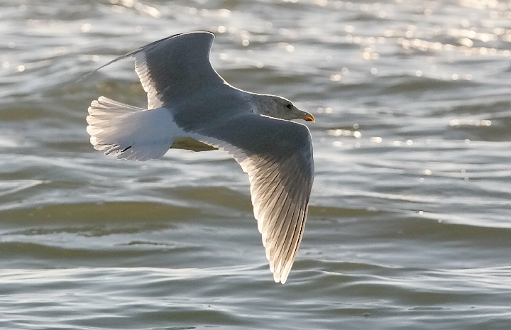 Glaucous-winged Gull, basic adult