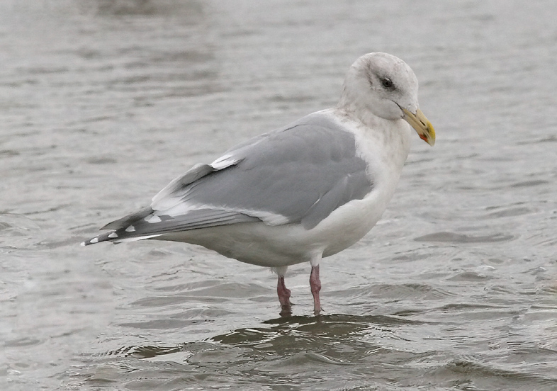 Glaucous-winged Gull, basic adult