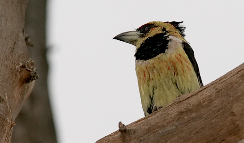 Crested Barbet