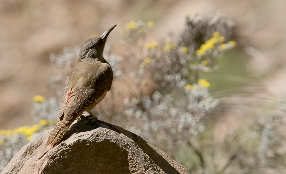 Ground Woodpecker