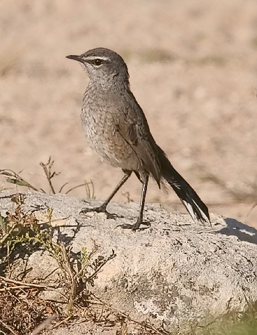 Karoo Lark (Cape race)
