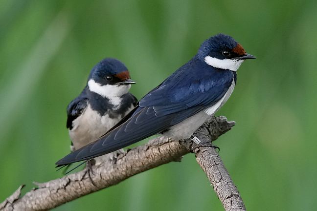 White-throated Swallow