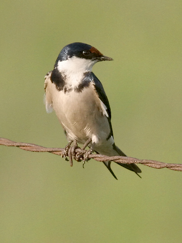 White-throated Swallow