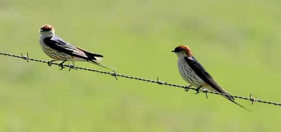 Greater Striped Swallow