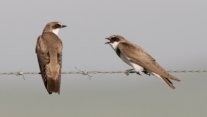 Banded Martins
