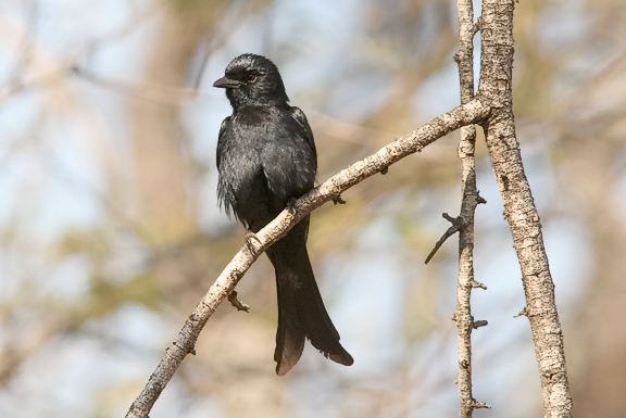 Fork-tailed Drongo