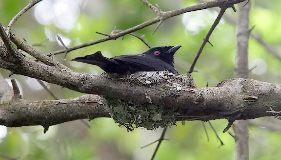 Square-tailed Drongo