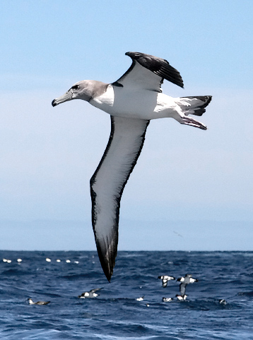 Salvins (Shy) Albatross, imm.