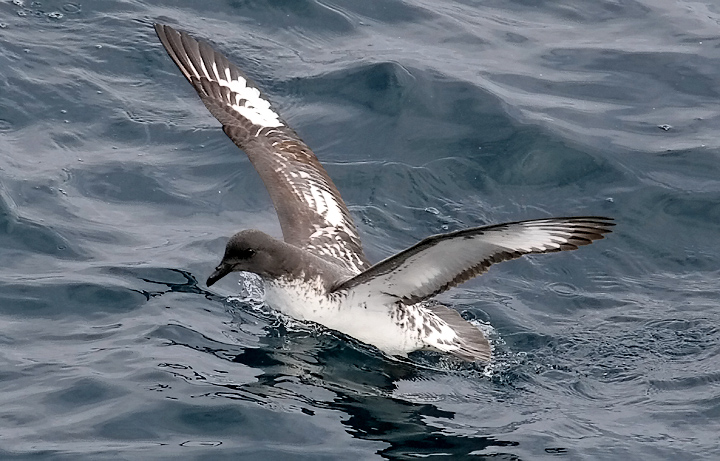 Pintado Petrel