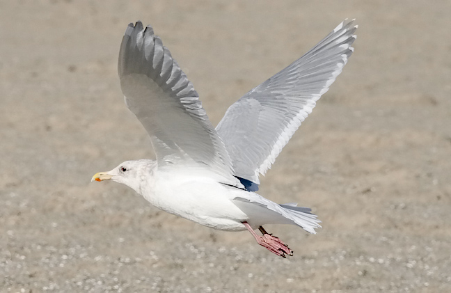 Glaucous-winged Gull, basic adult