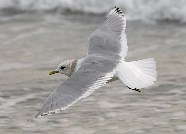 Mew Gull. basic adult