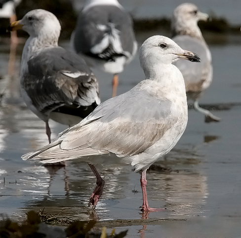 Glaucous-winged Gull, 2nd cycle