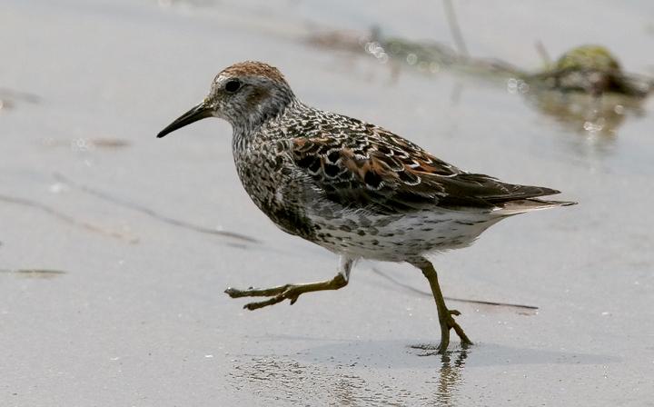 Rock Sandpiper, prealternate (#3 of 3)