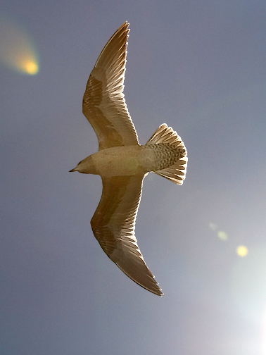 California Gull, 3rd cycle