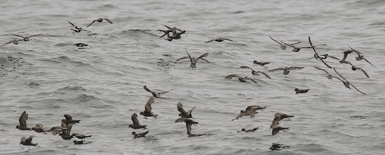 Ashy with 2 Wilsons Storm-Petrels