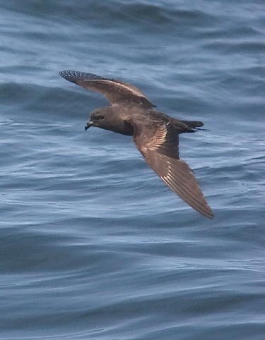 Black Storm-Petrel