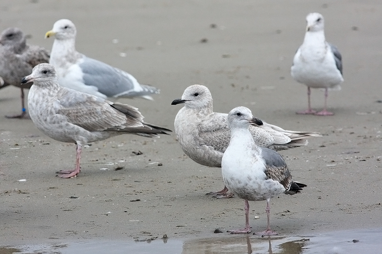 possible Kumliens Iceland Gull, 1st cy (center)