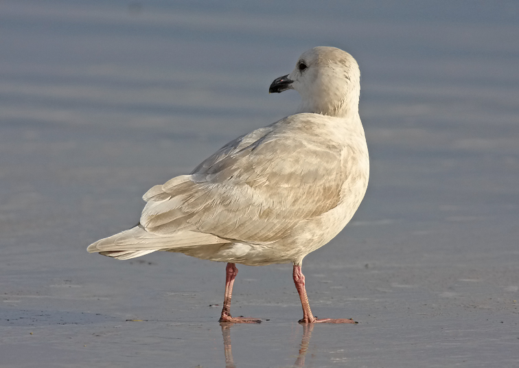 Glaucous-winged Gull, bleached 1st cycle