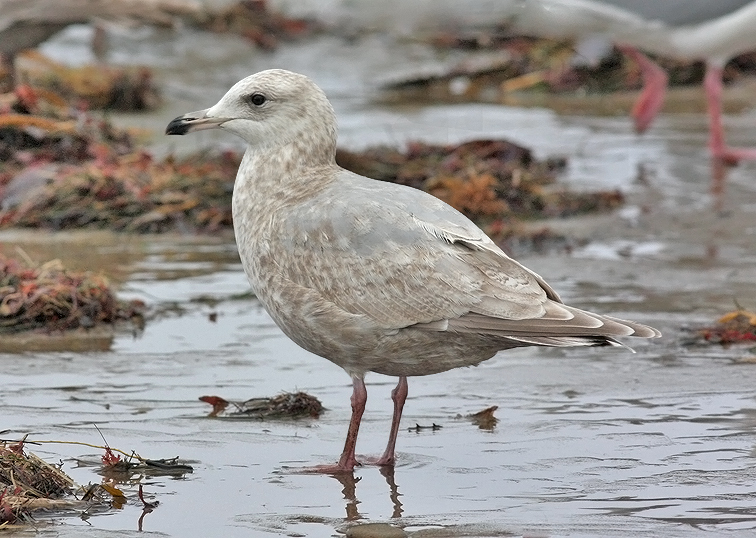 Glaucous-winged x Herring Gull, 2nd cycle