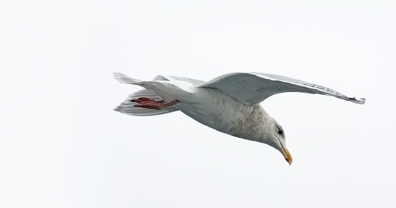Glaucous-winged Gull, 3rd cycle