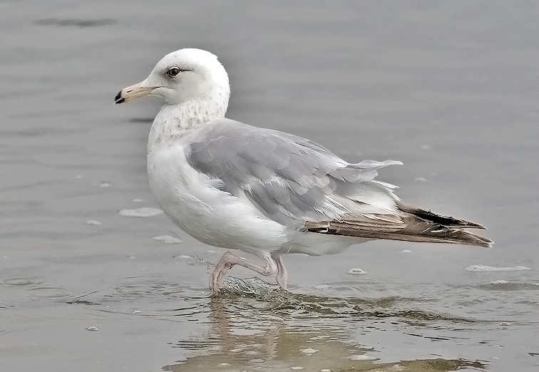 Thayers Iceland Gull, 3rd cycle