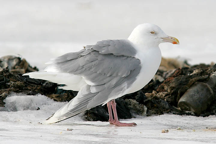 probable Glaucous x Herring Gull backcross adult, aka Nelsons Gull (#2 of 2)