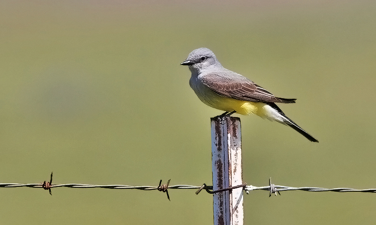Western Kingbird