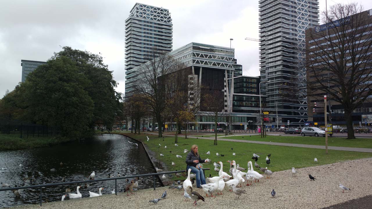 Feeding the birds