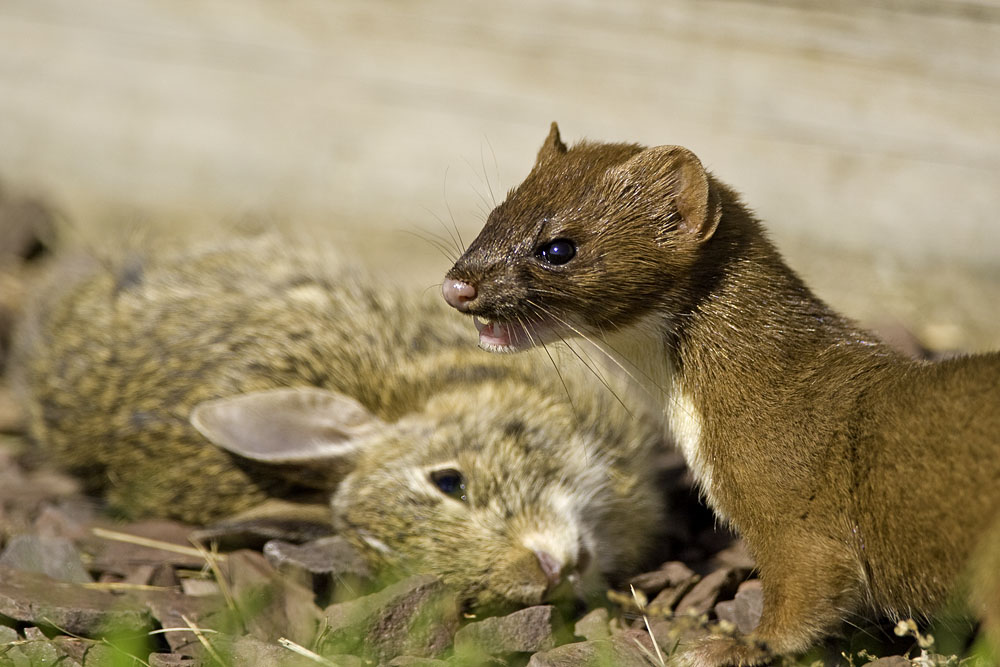 Weasel with kill