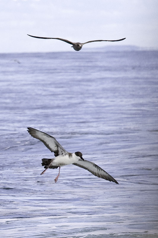 Greater Shearwater