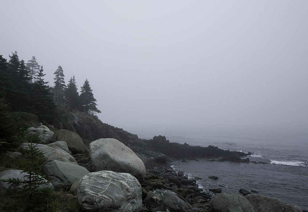 Flock of Sheep in the fog