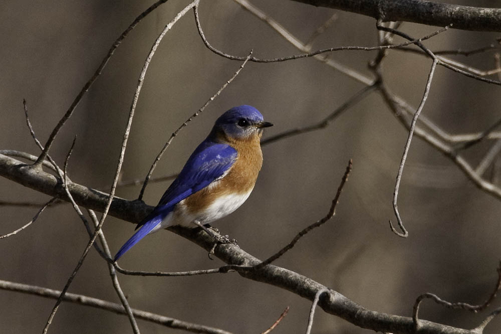 Eastern Bluebird - male