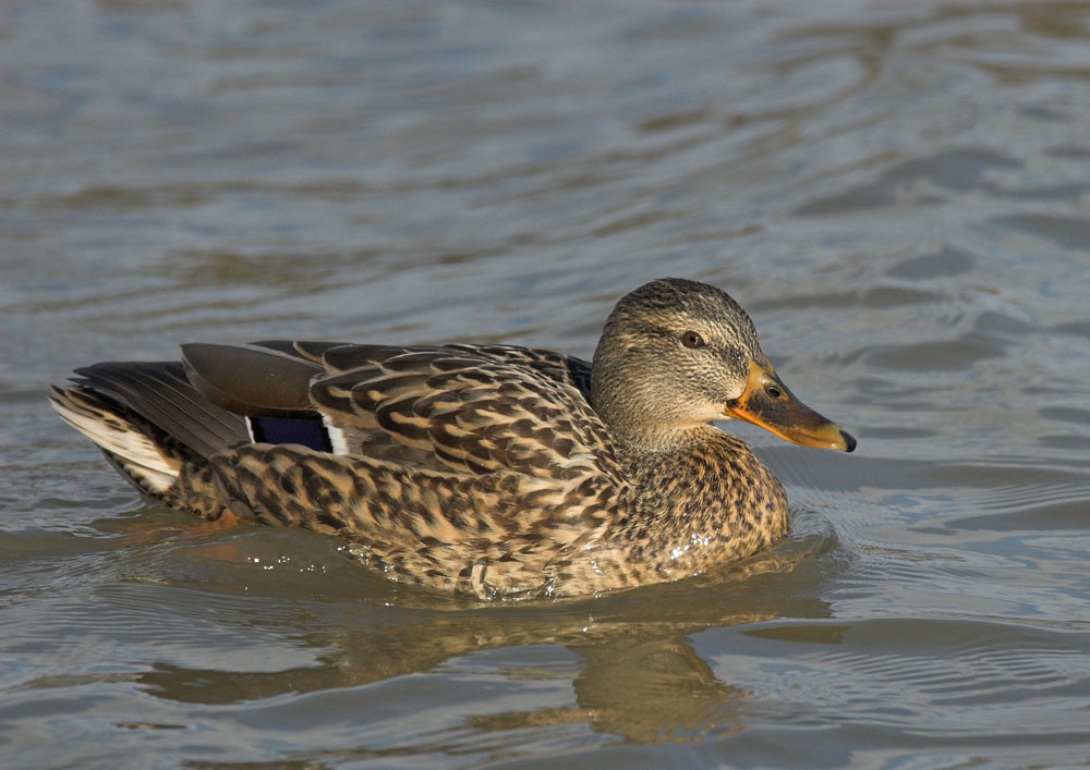 Mallard female