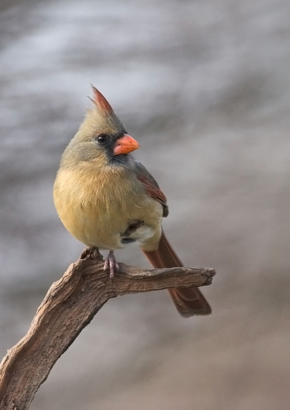 Northern Cardinal - female