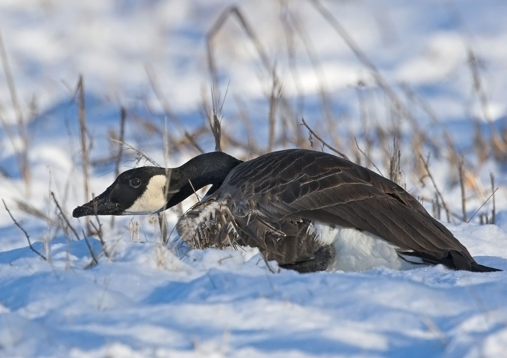 Injured Canada Goose