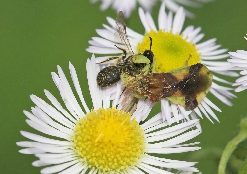 Assassin Bug with Hoverfly