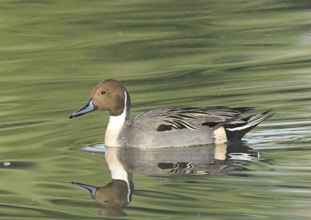 Northern Pintail