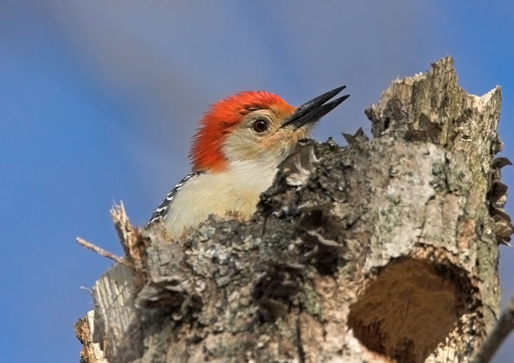 Red-bellied Woodpecker - male