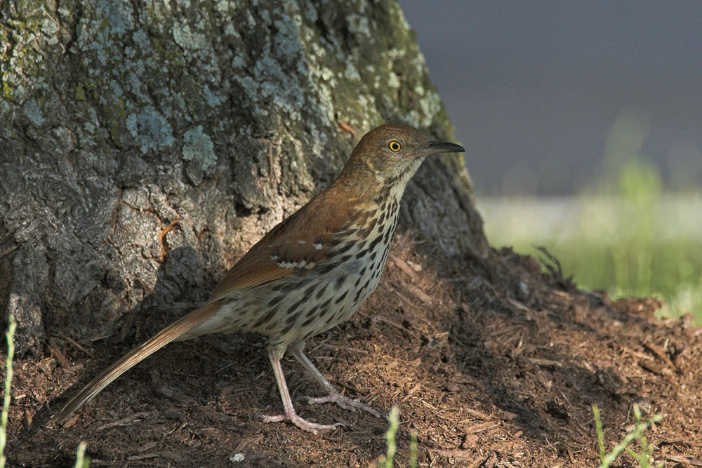 Brown Thrasher