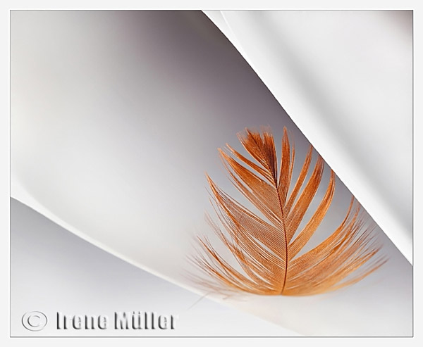 Featherlight (Challenge: Light on White)